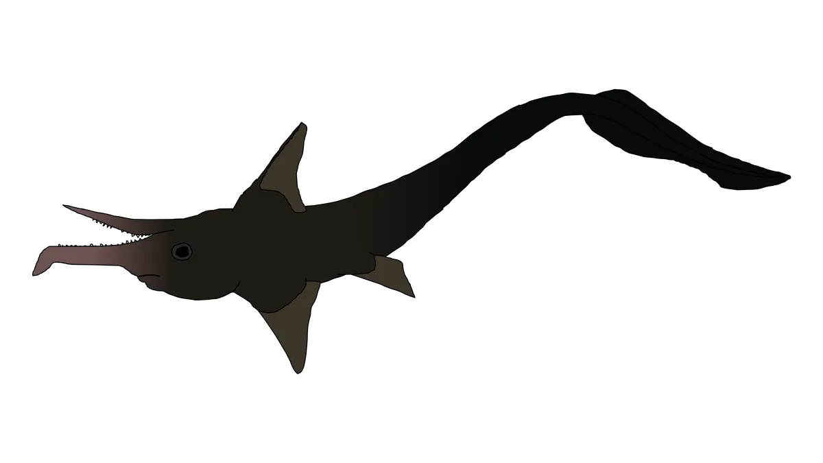 Boll's Chimaera