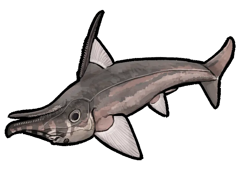 Boll's Chimaera