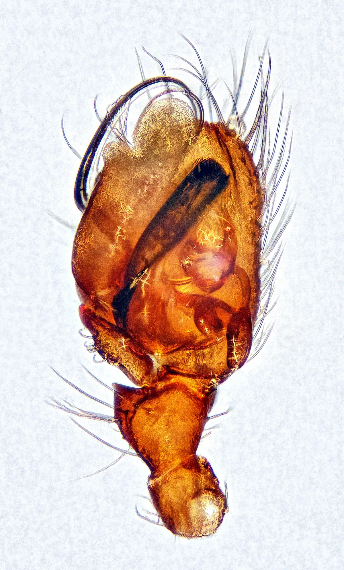 Araña Caminadora de Hierbas