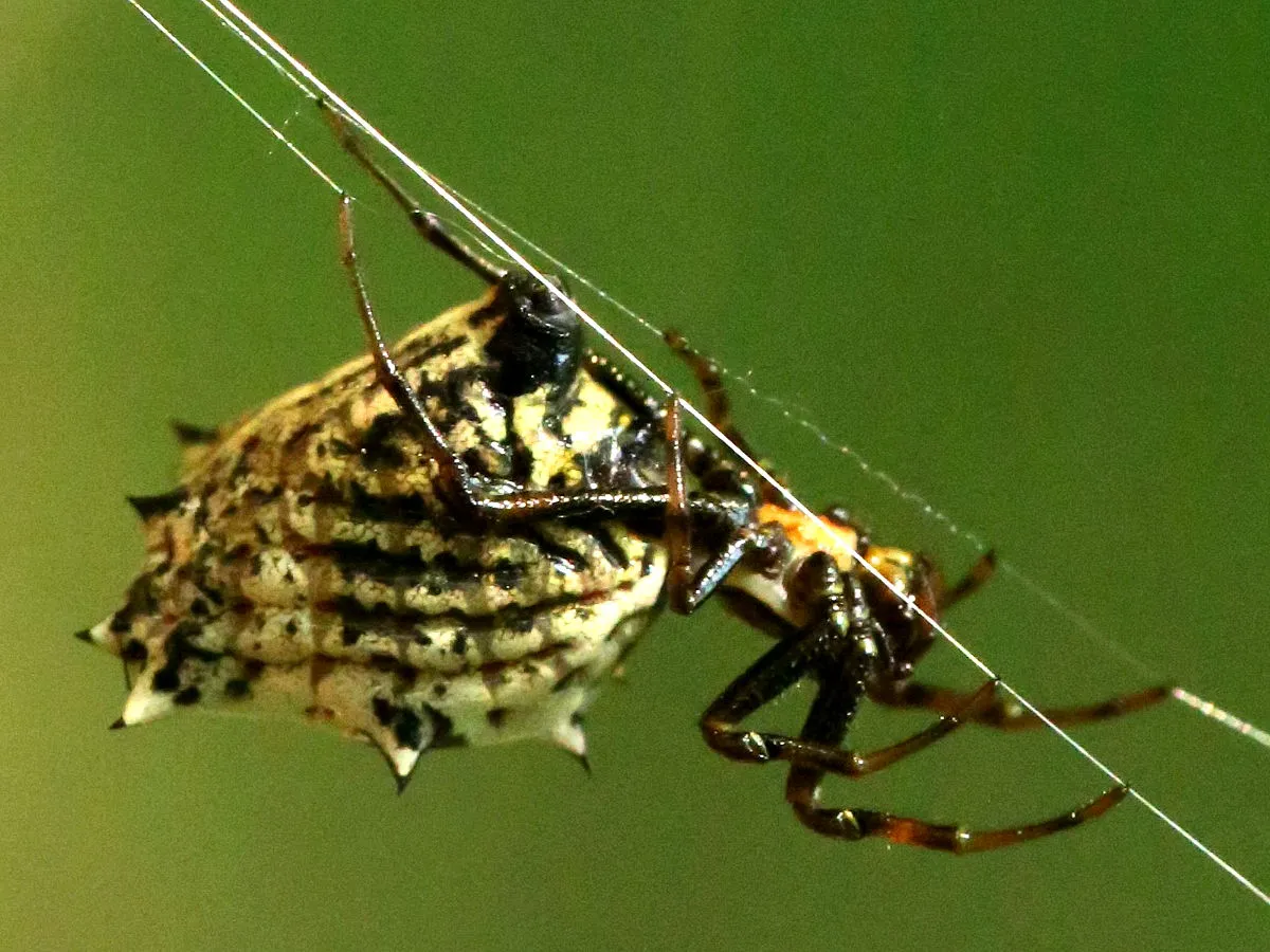 Spined Micrathena Spider