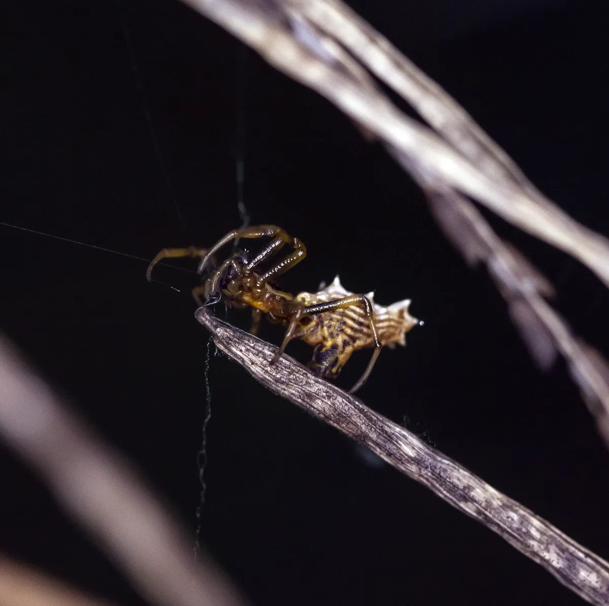 Spined Micrathena Spider