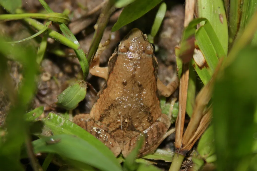 Rana de Boca Estrecha Ornamental