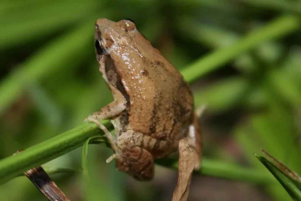 Rana de Boca Estrecha Ornamental