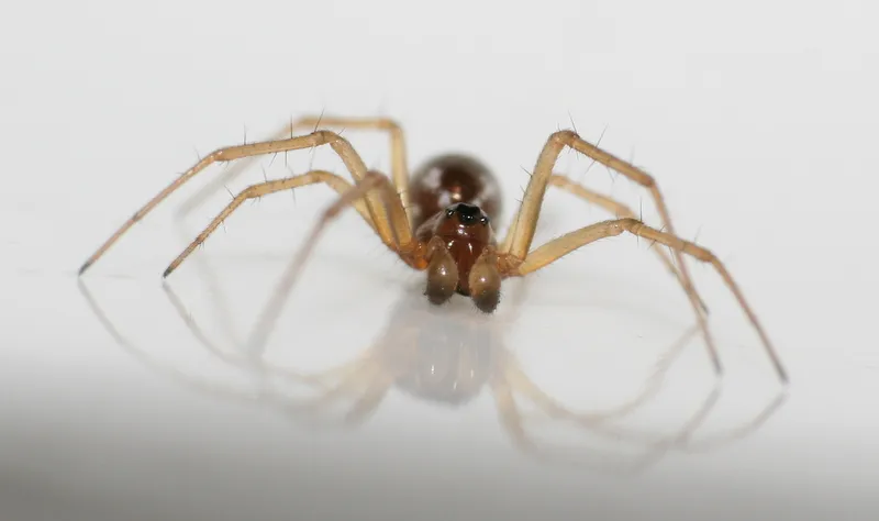 Araña de Dinero Diminuta