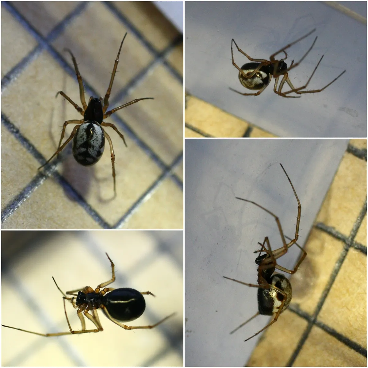 Araña de Dinero Diminuta