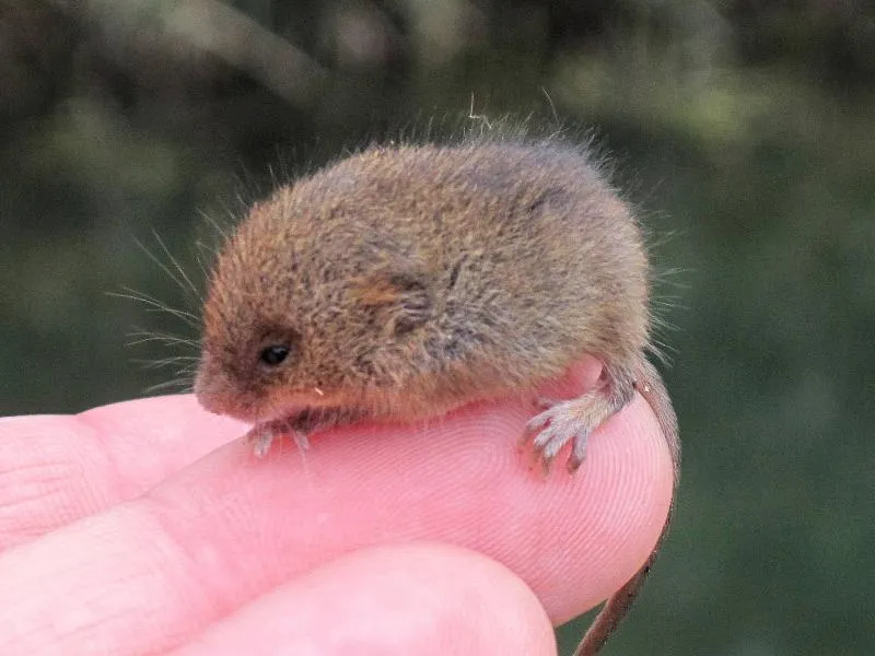 Harvest Mouse