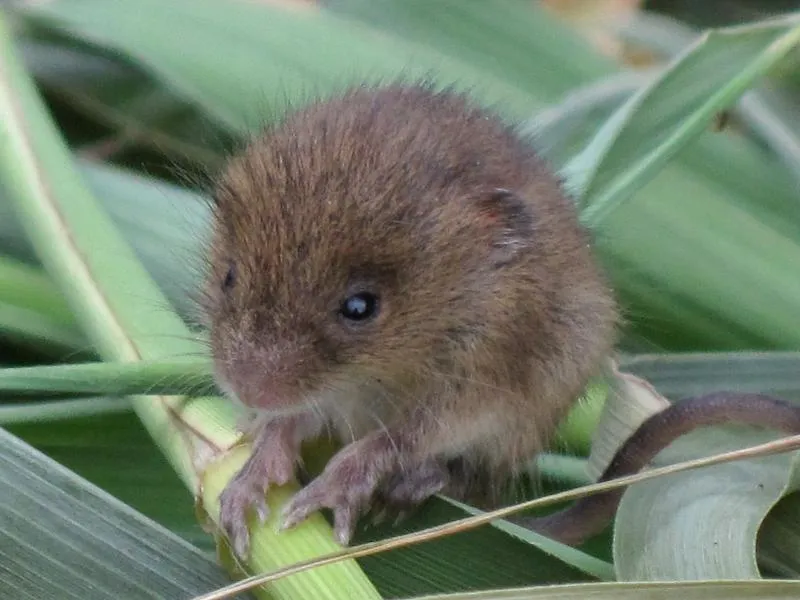 Harvest Mouse