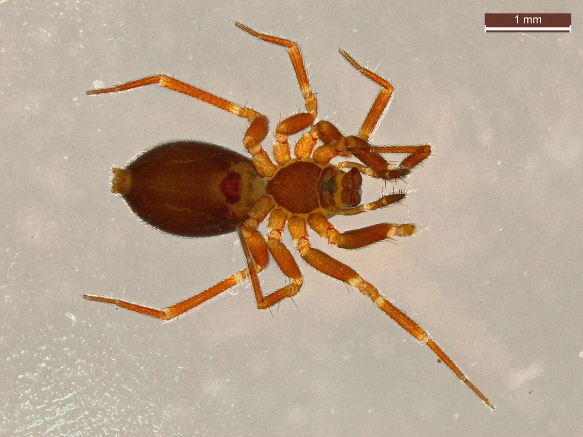 Araña Tejedora de Malla Común