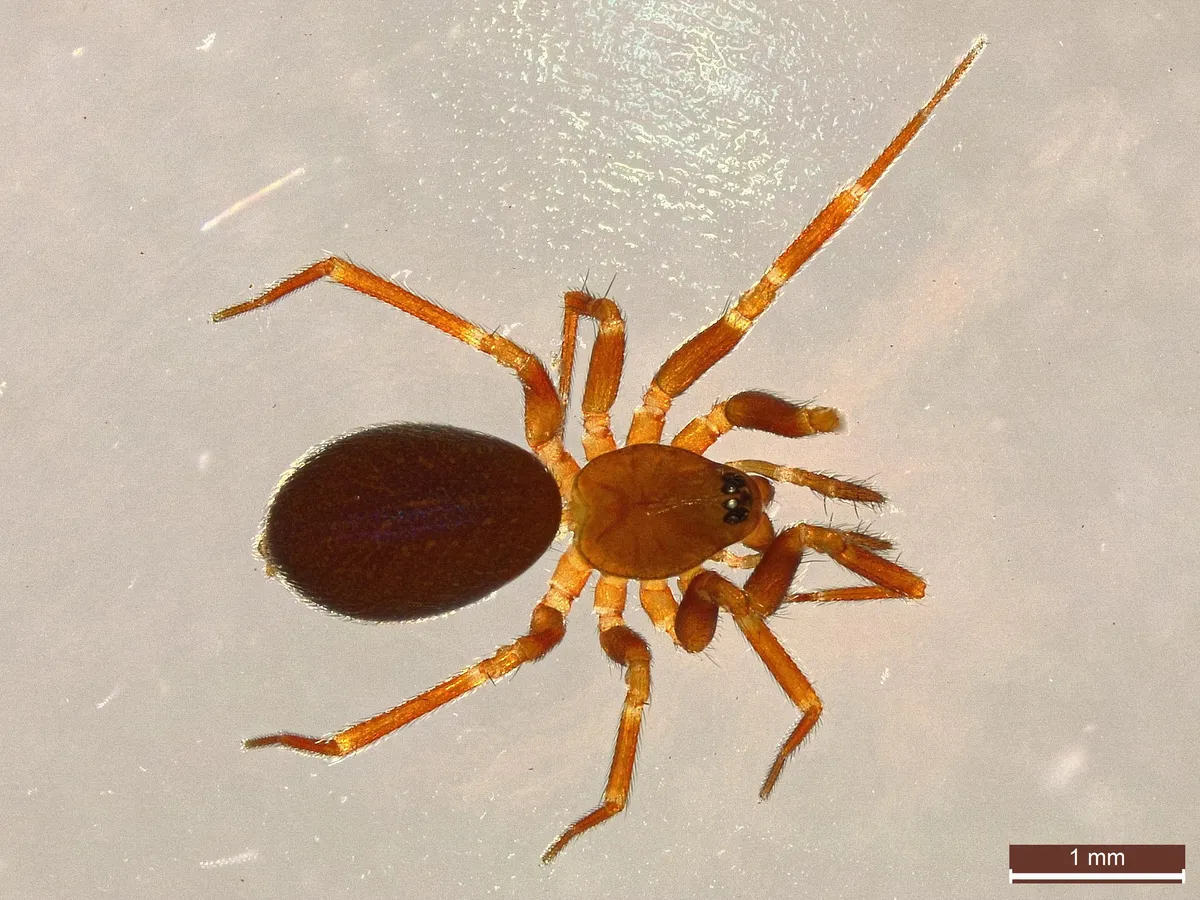 Araña Tejedora de Malla Común