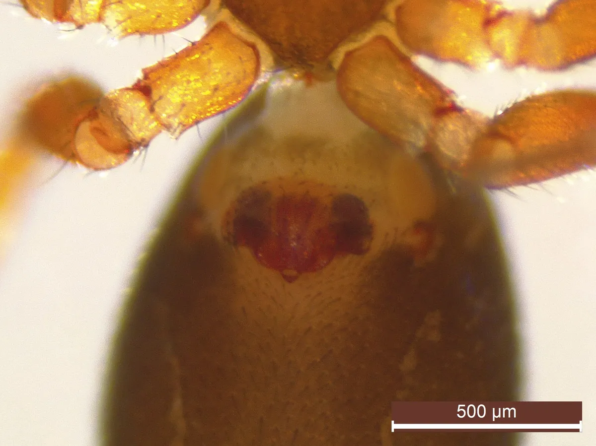 Araña Tejedora de Malla Común