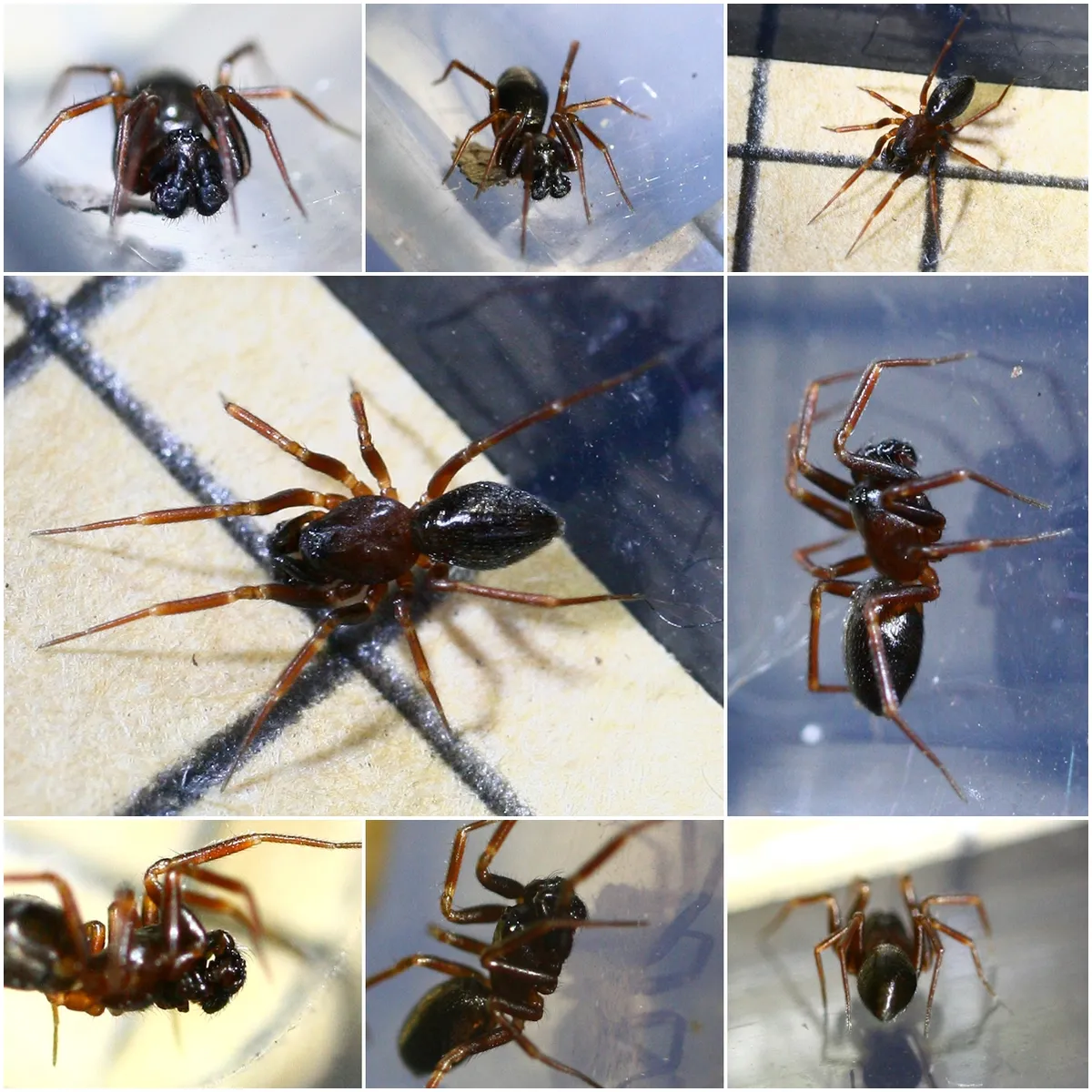 Araña Tejedora de Malla Común