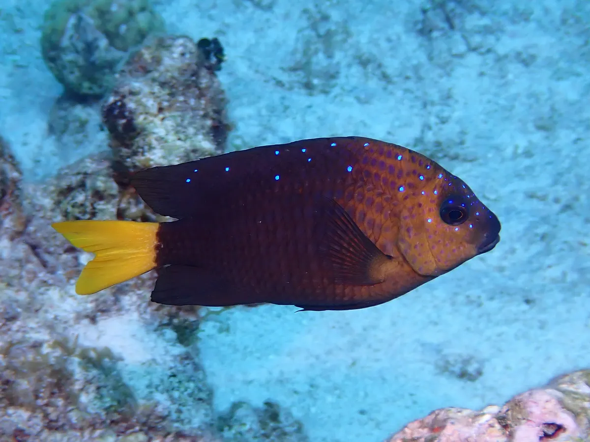 Yellowtail damselfish