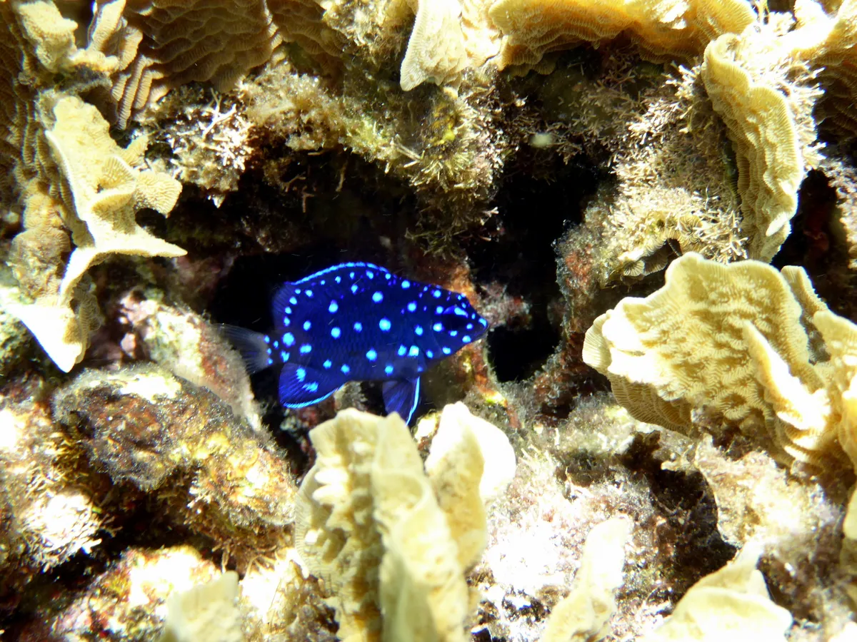 Yellowtail damselfish
