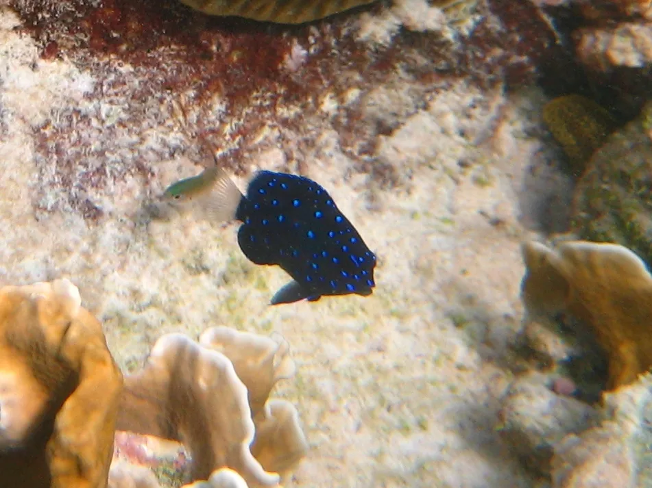 Yellowtail damselfish