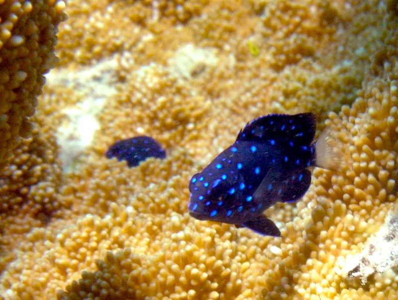 Yellowtail damselfish
