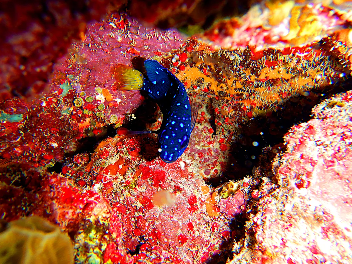 Yellowtail damselfish