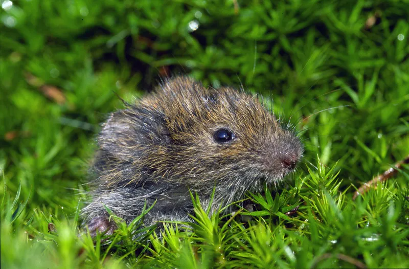 Field Vole