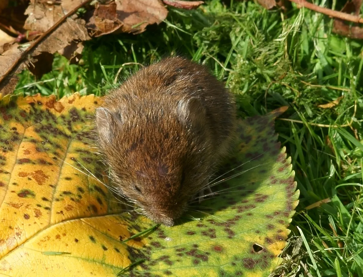 Field Vole