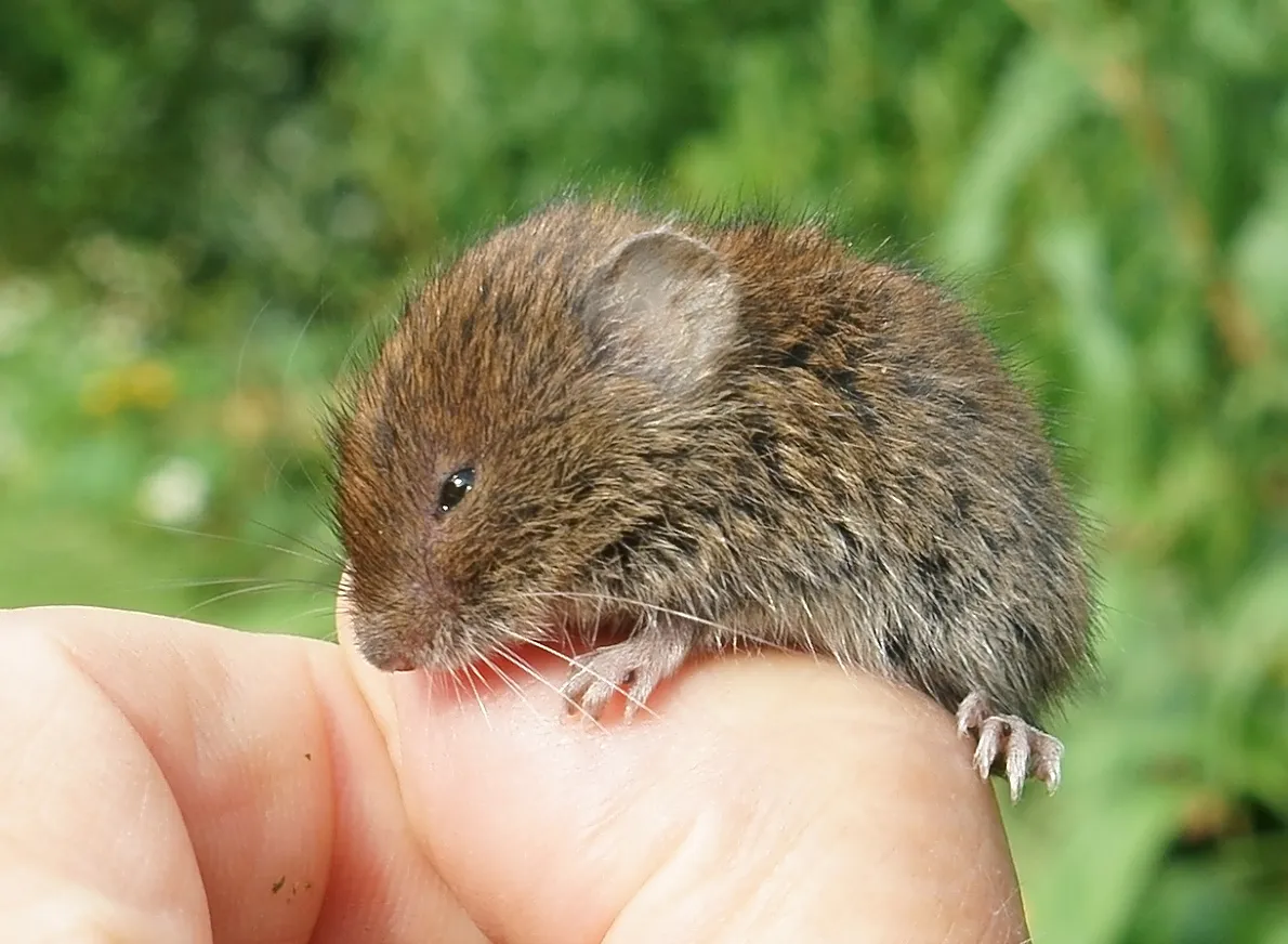 Field Vole