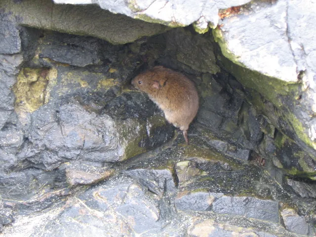 Field Vole