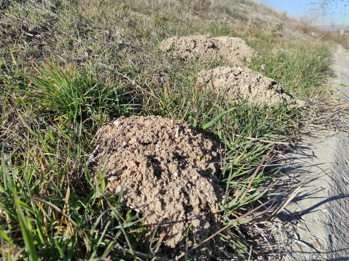 Microtus duodecimcostatus