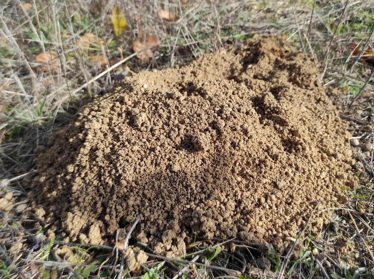 Topillo Mediterráneo