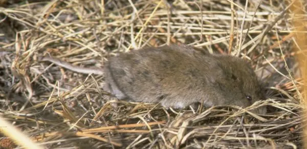 Long-tailed Vole