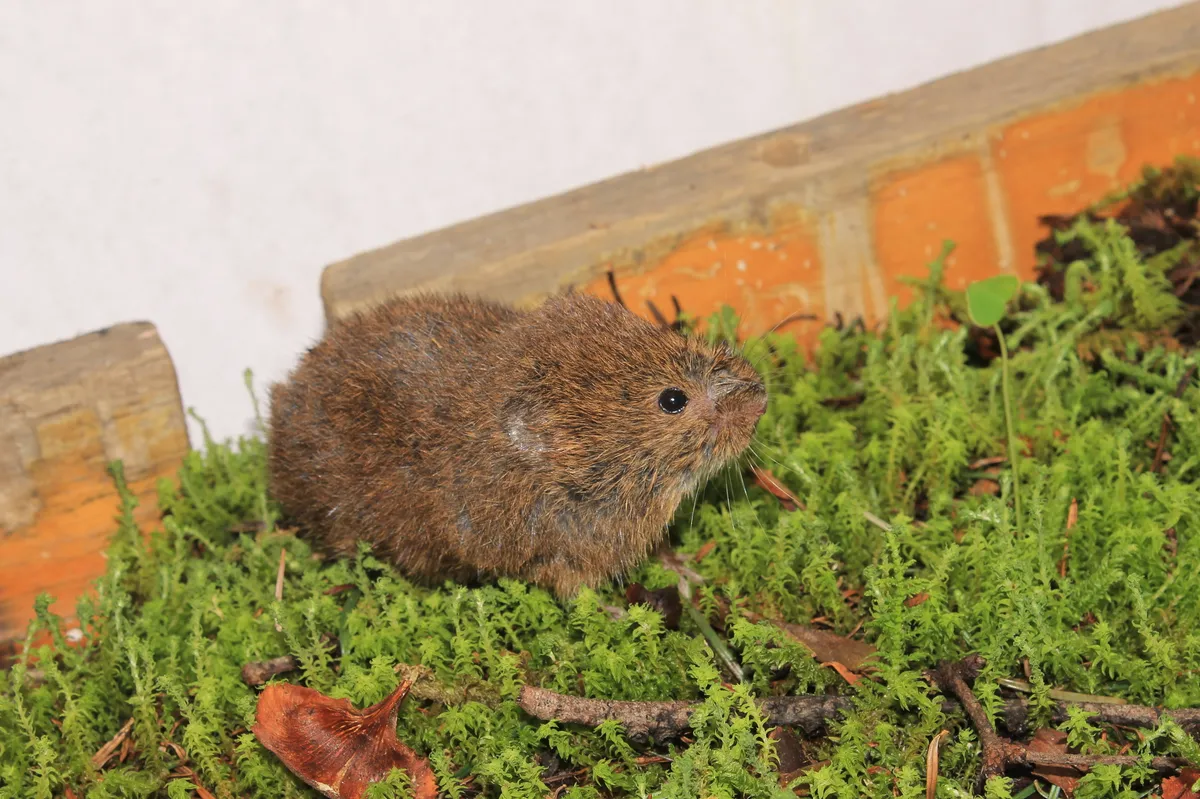 Mexican Vole