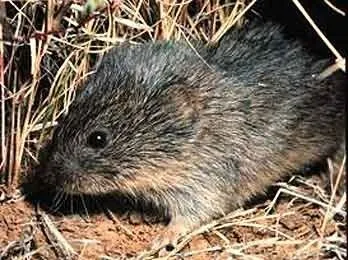 Prairie Vole