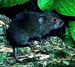 Meadow Vole