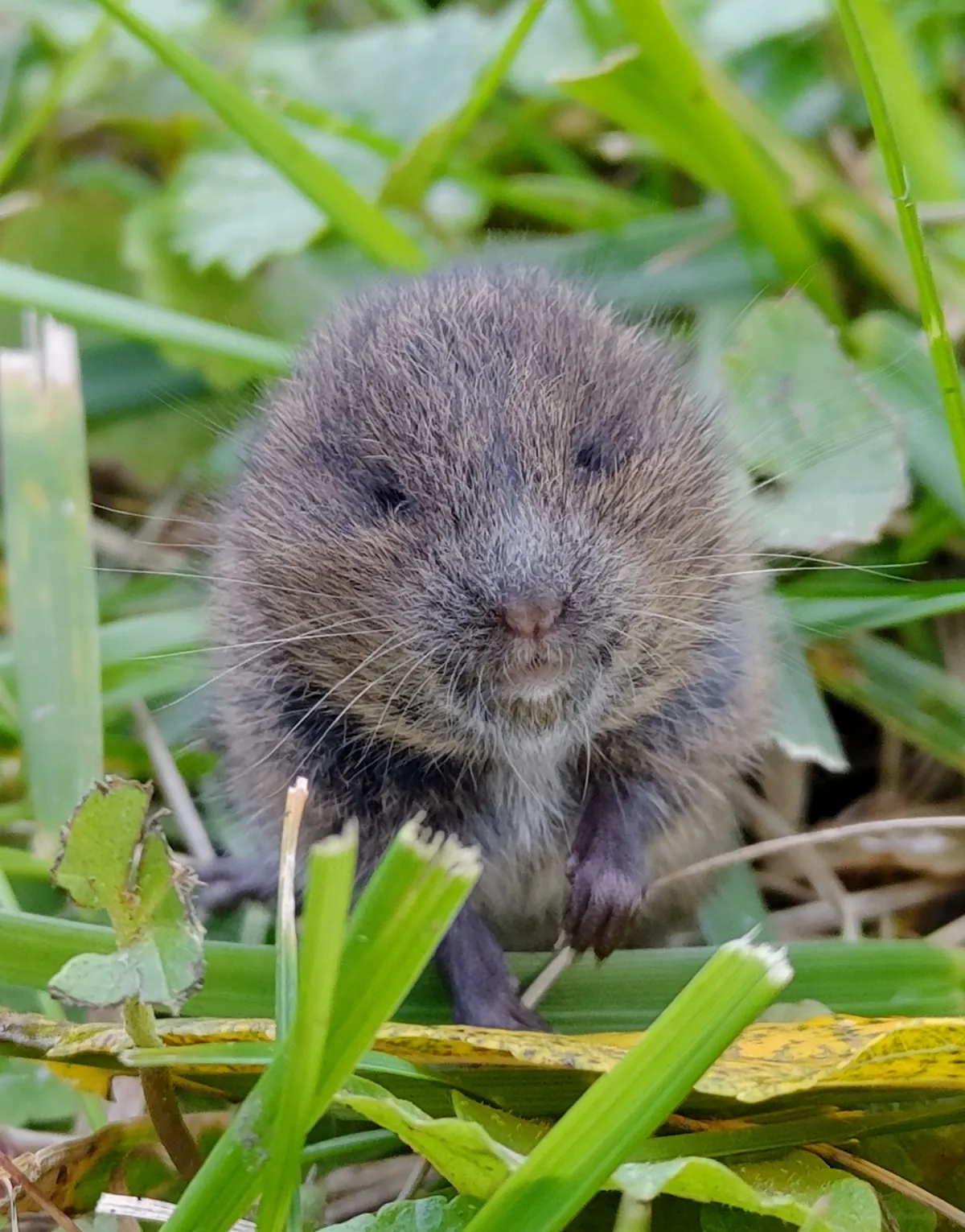 Meadow Vole