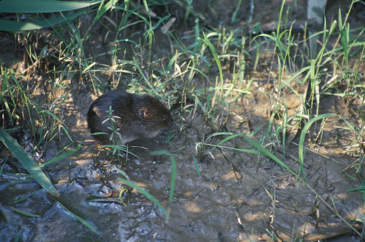 Meadow Vole