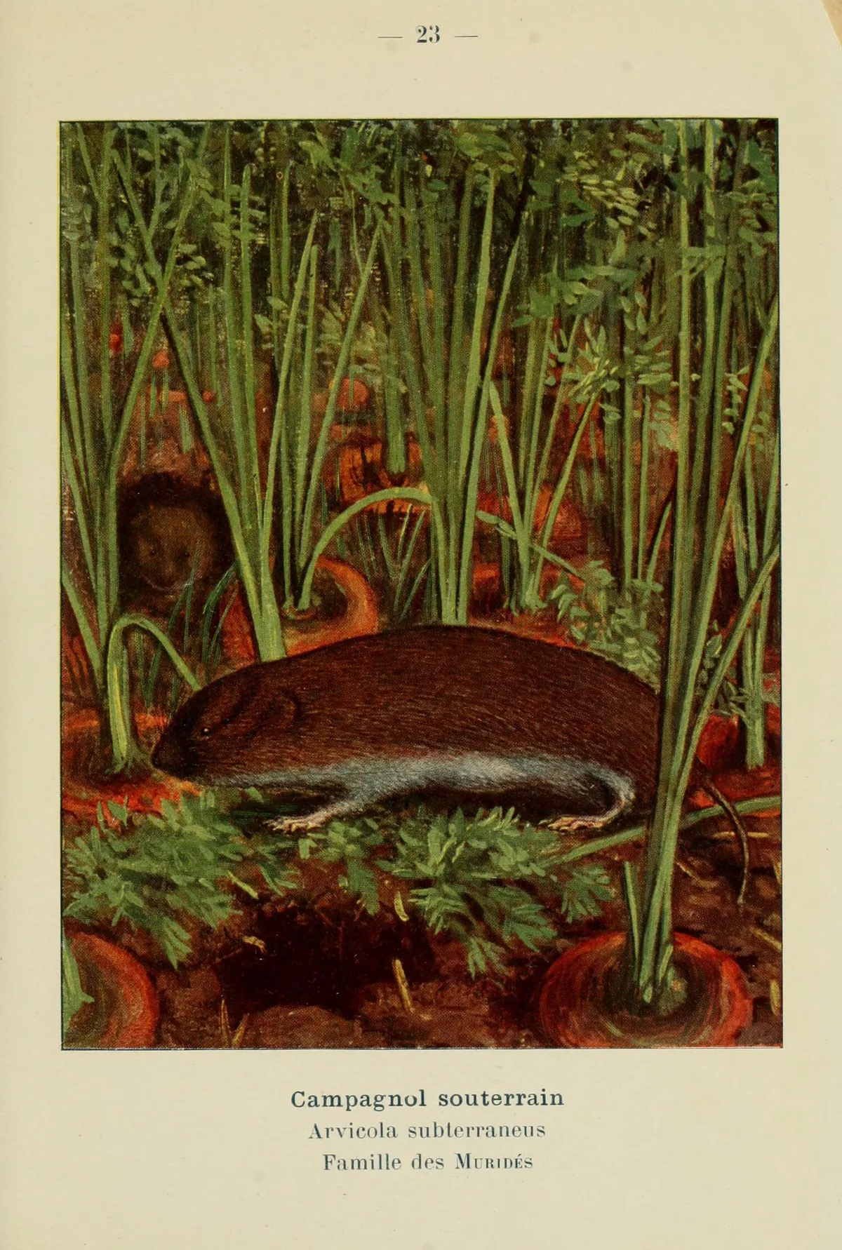 Common Pine Vole