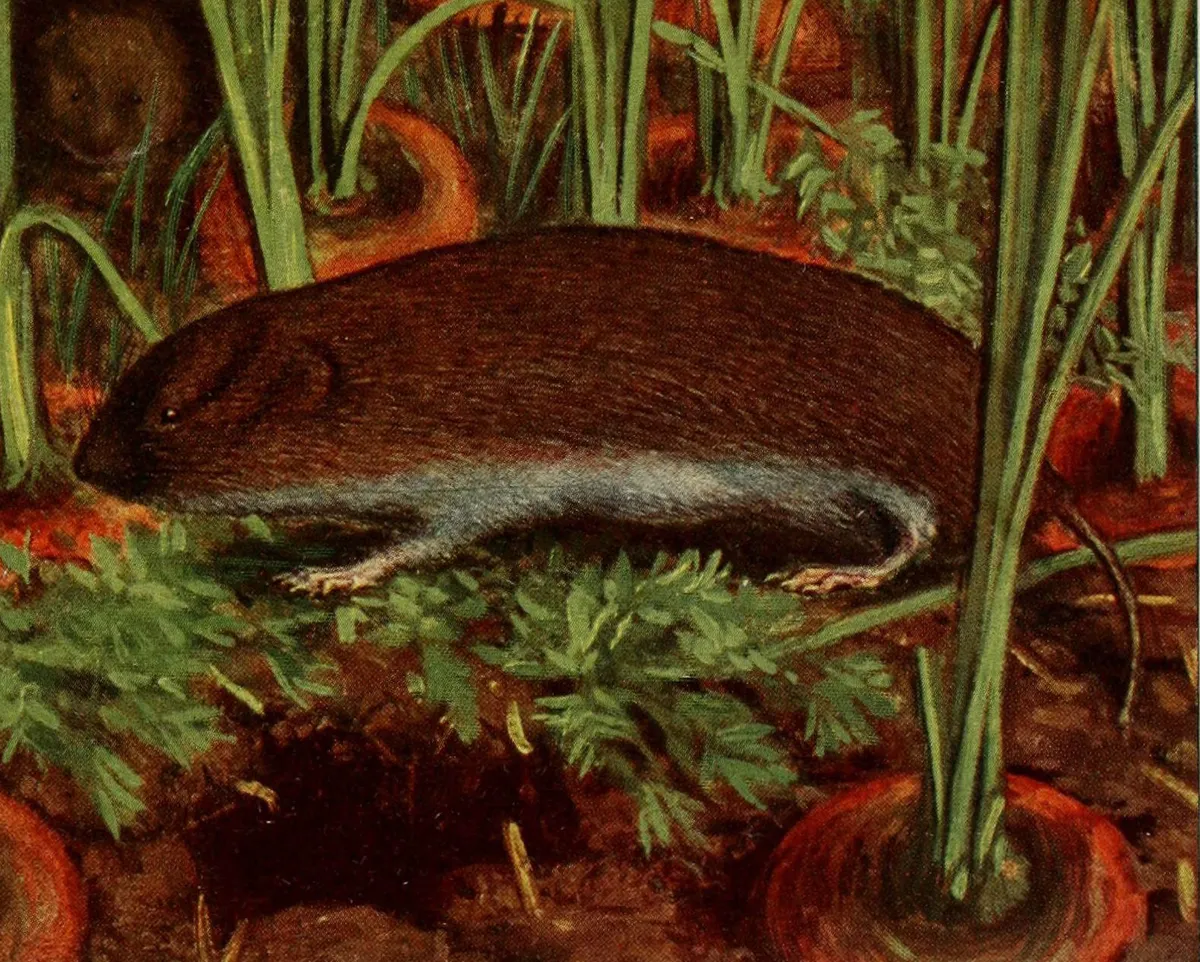 Common Pine Vole