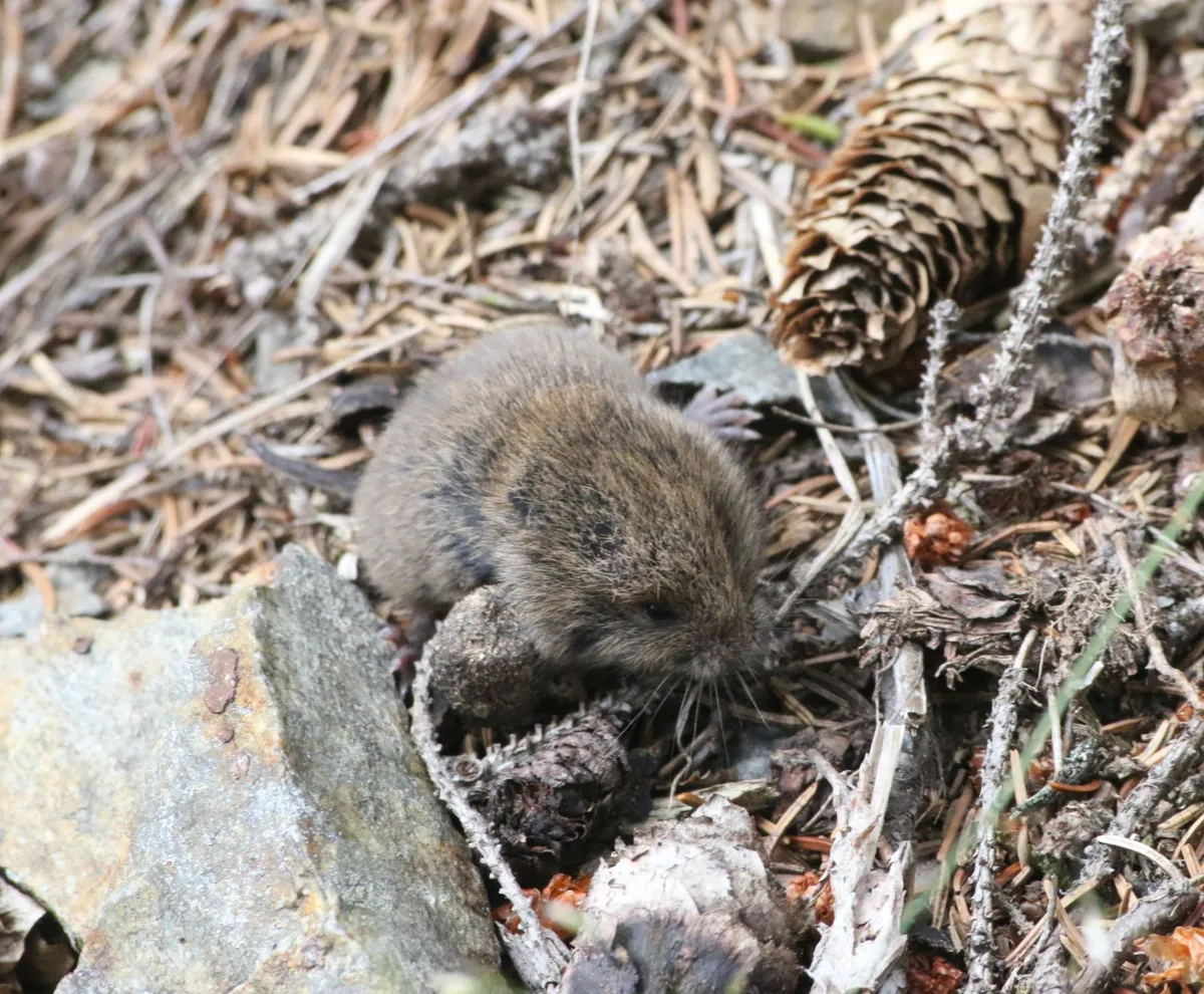 Common Pine Vole