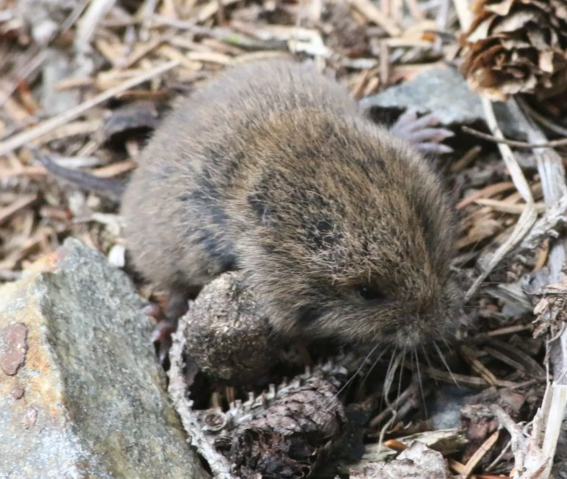 Common Pine Vole