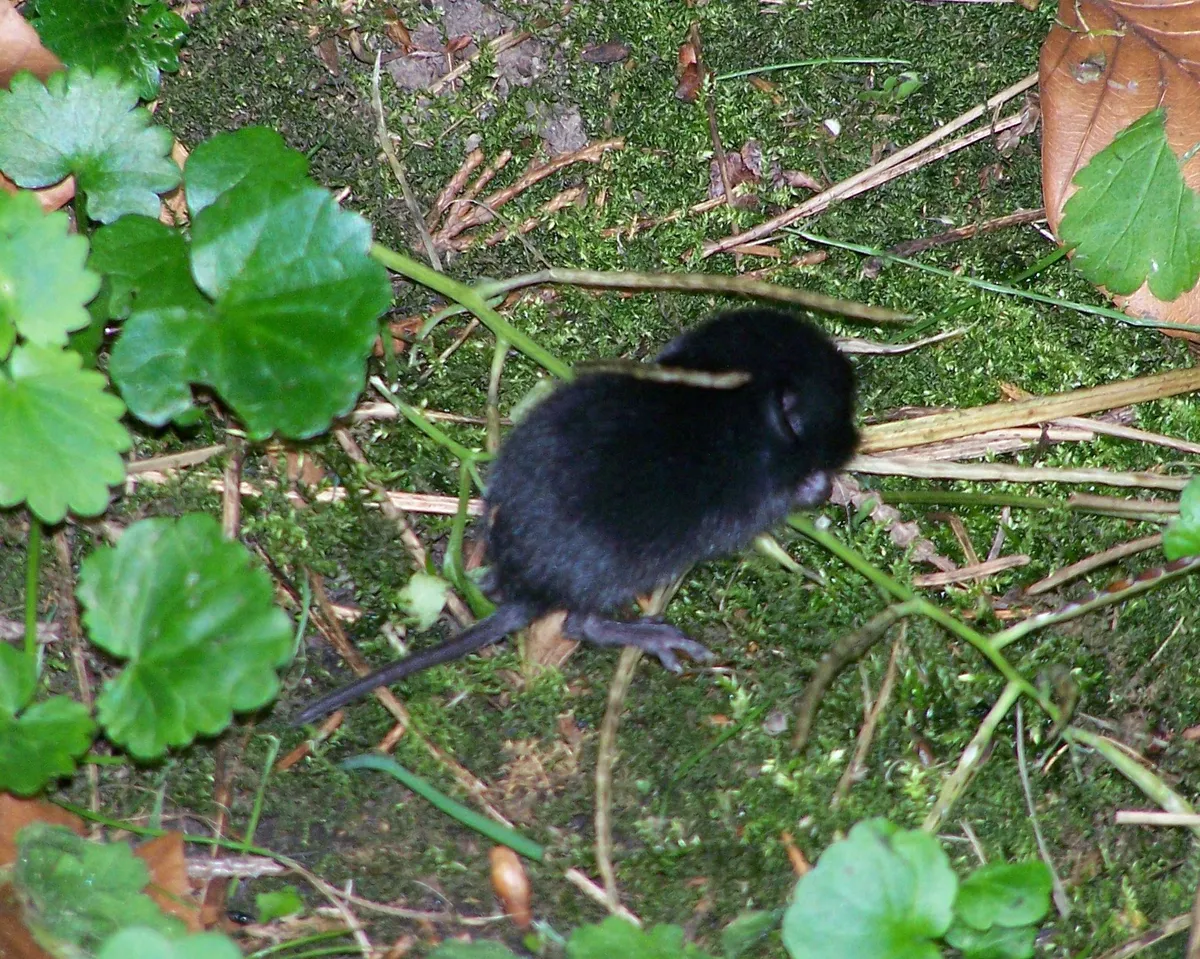 Common Pine Vole