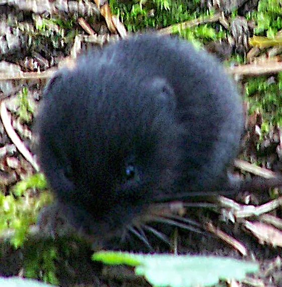 Common Pine Vole