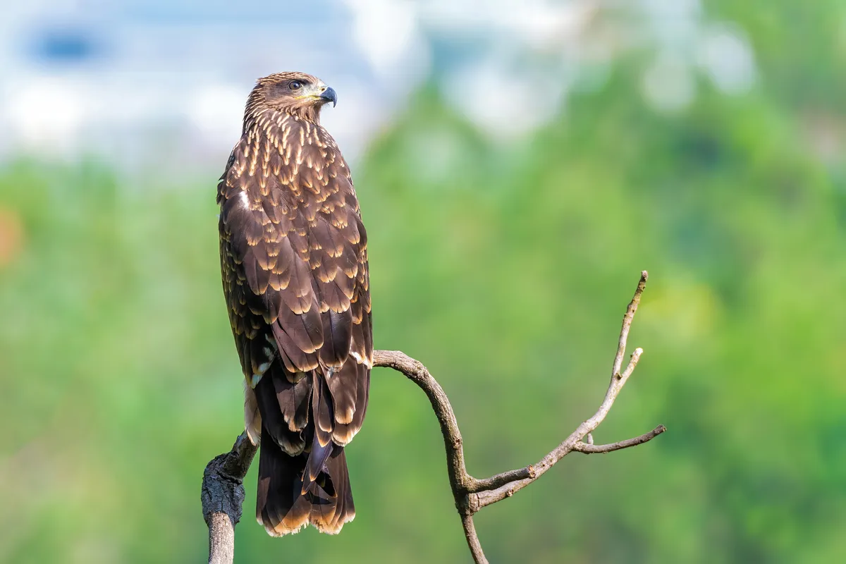 Black Kite