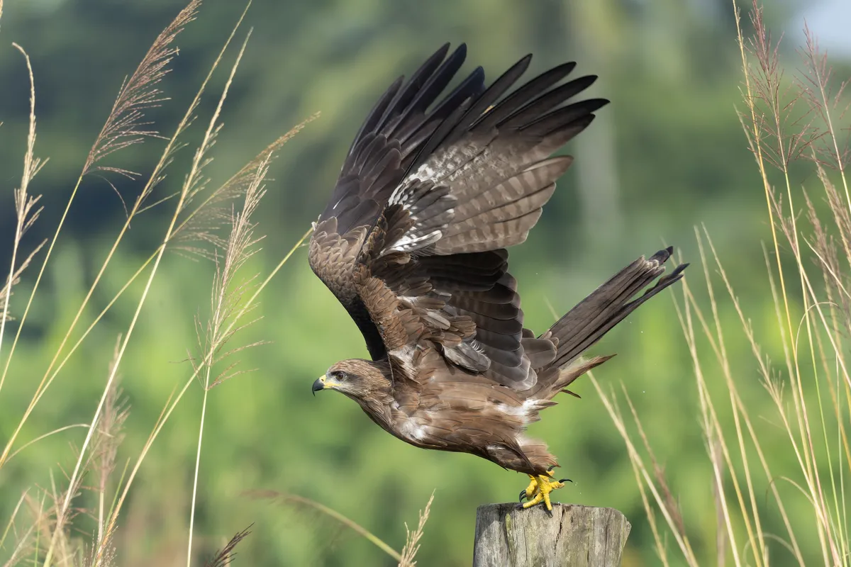 Black Kite