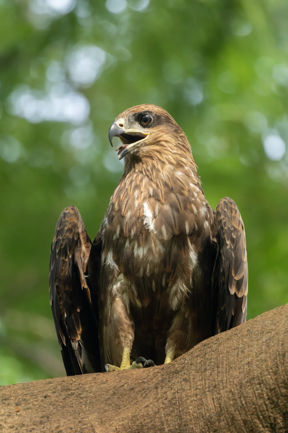 Black Kite