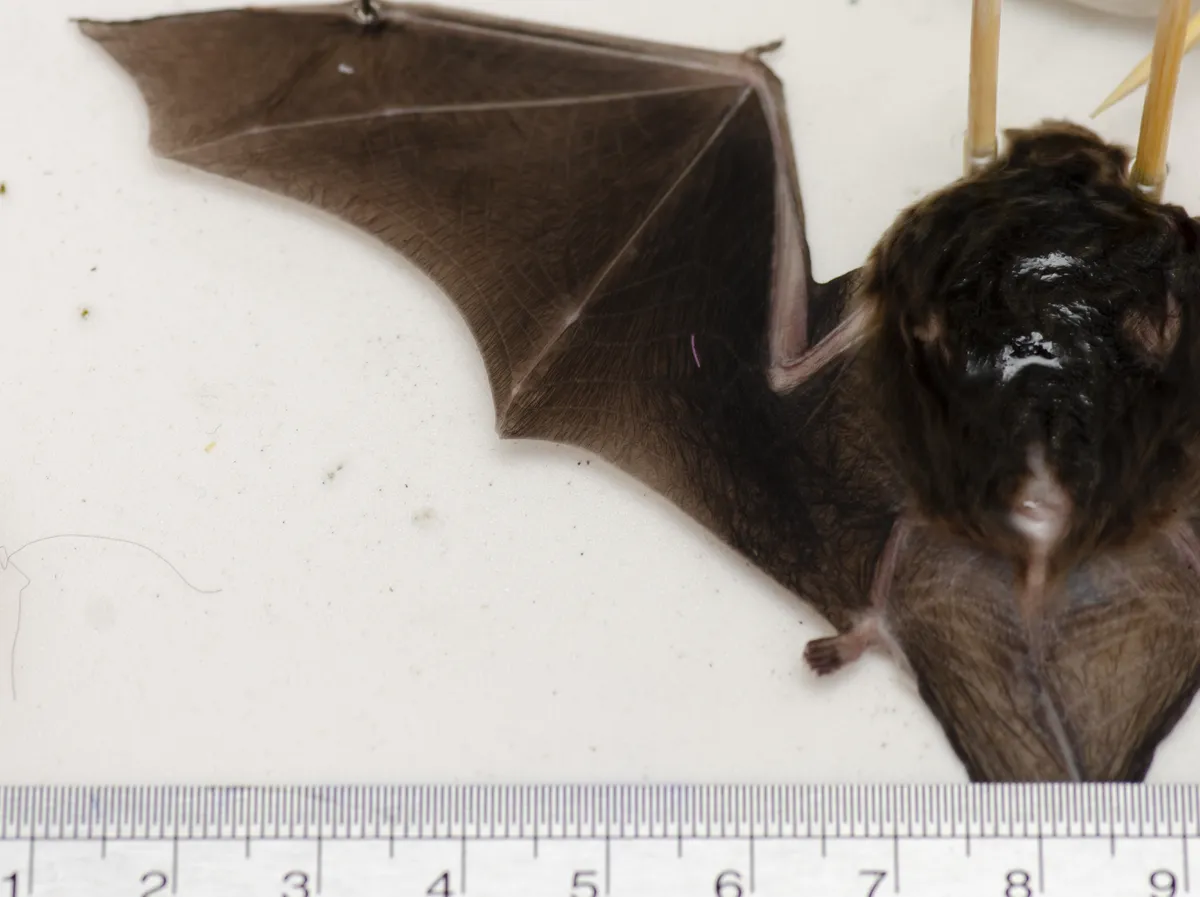 Murciélago pequeño de alas dobladas