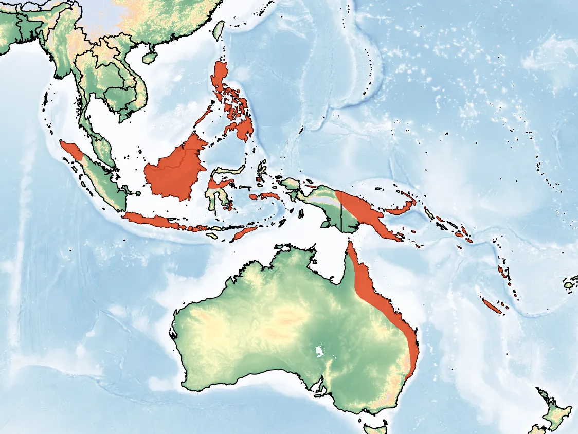 Murciélago pequeño de alas dobladas