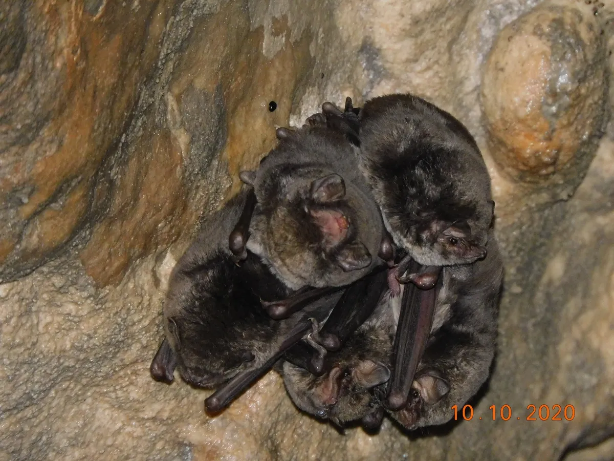 Miniopterus schreibersii