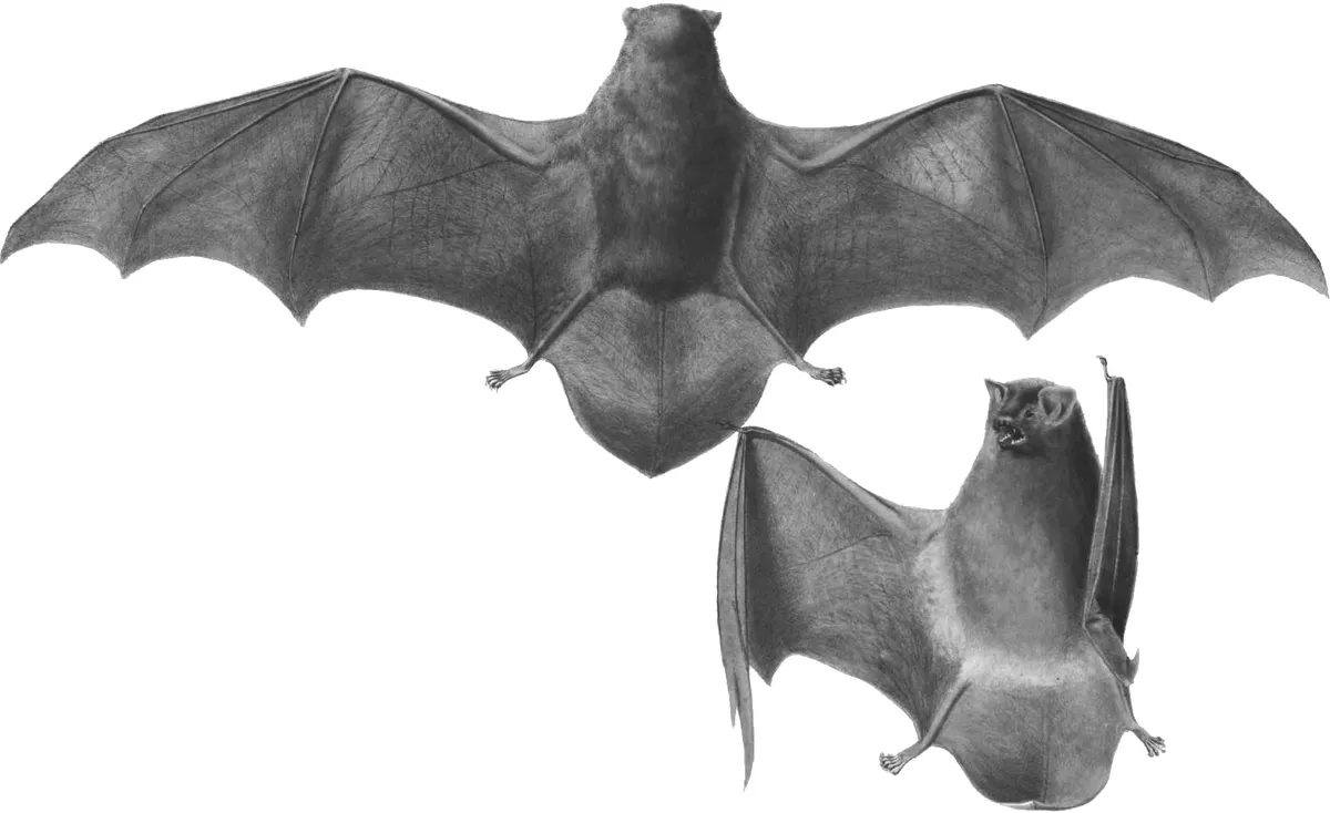 Schreibers's Long-fingered Bat