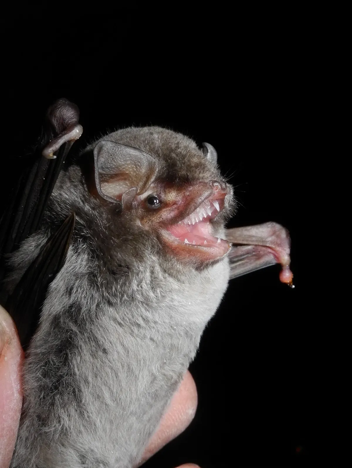 Schreibers's Long-fingered Bat