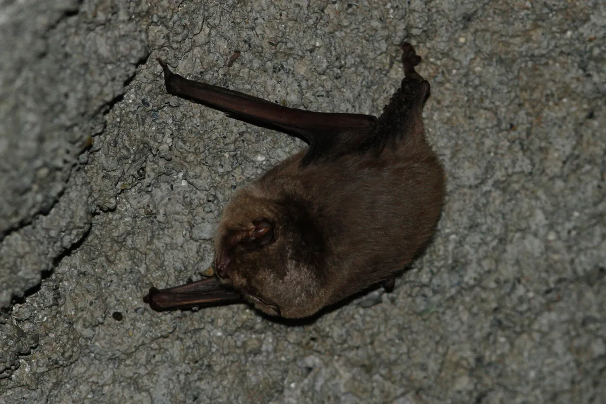 Schreibers's Long-fingered Bat