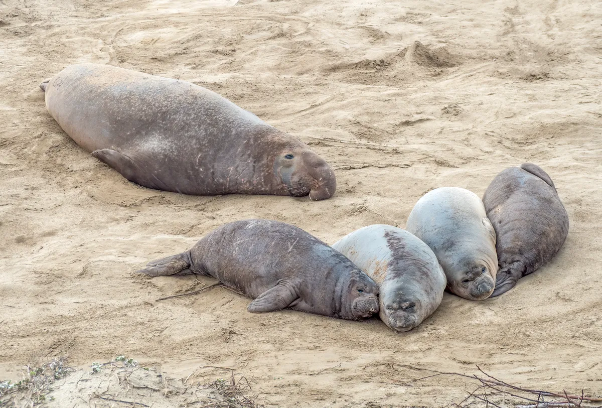 Northern Elephant Seal
