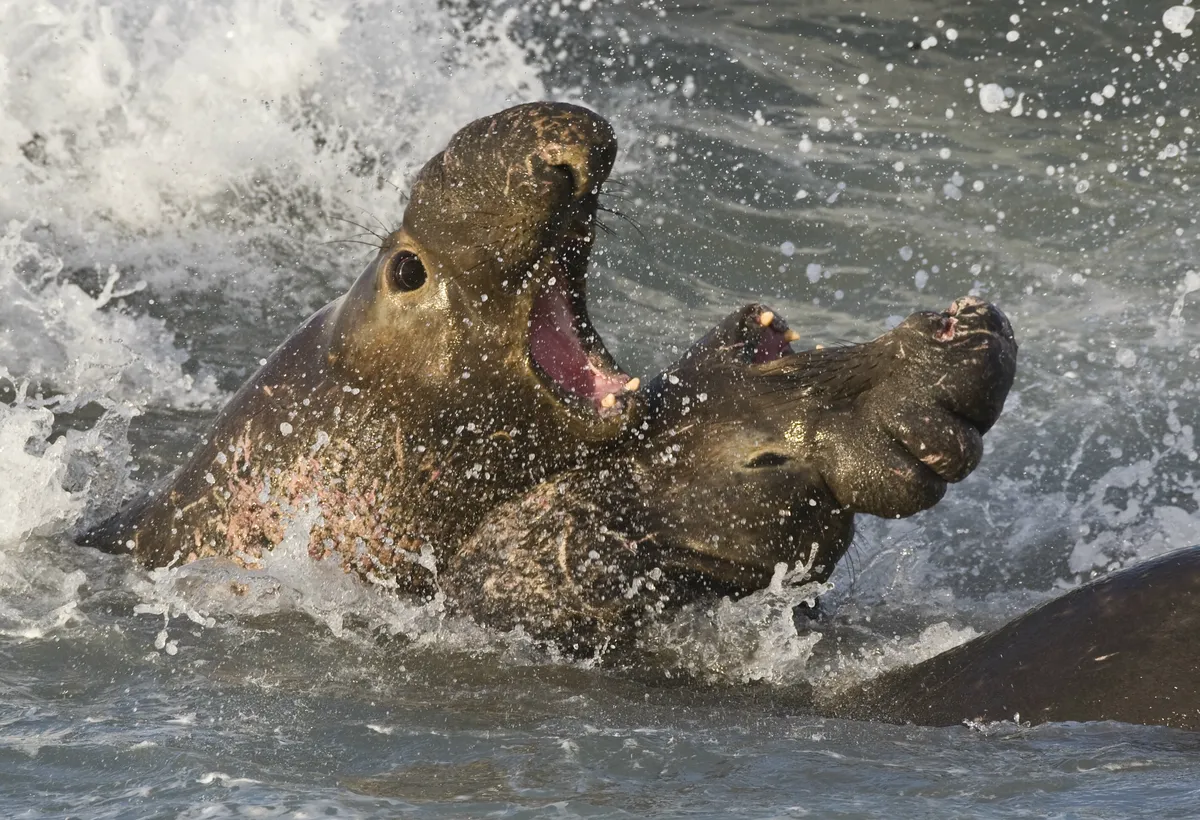 Northern Elephant Seal