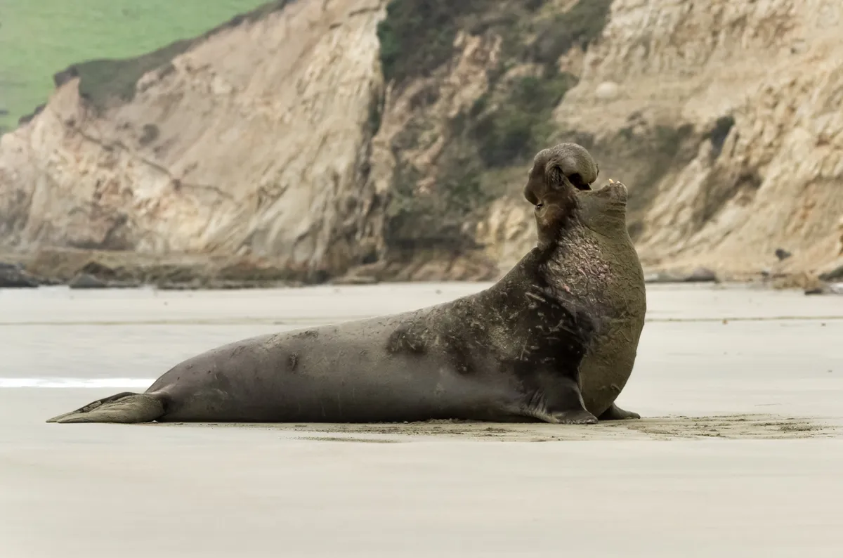 Northern Elephant Seal